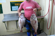 Catch of the Day Hahei